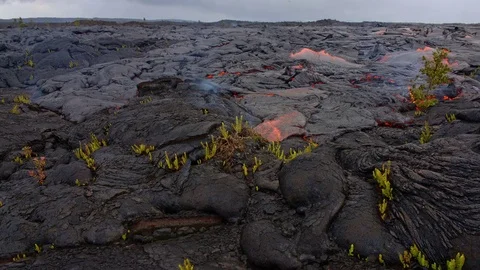 Lava flow over small ferns and plants timelapse Day daytime Glowing Hot flow Video stock 81756673