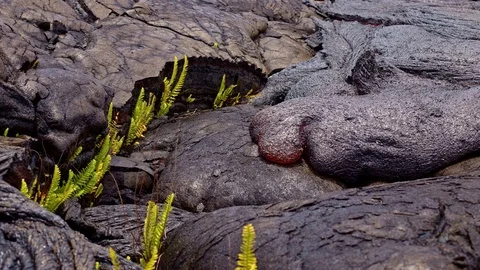 Lava flows day timelapse Day daytime Glowing Hot flow from Kilauea Active Stock Footage 81757770