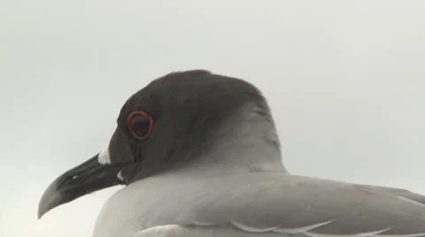 Lava Gull in Galapagos Stock Footage 25602203