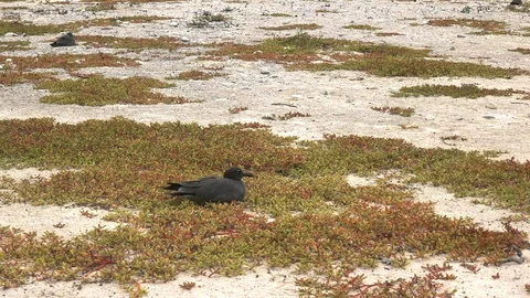 A lava gull nests on a beach at isla genovesa Stock Footage 93885218