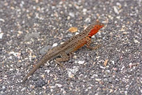 Lava Lizard in the Galapagos Stockfoto's