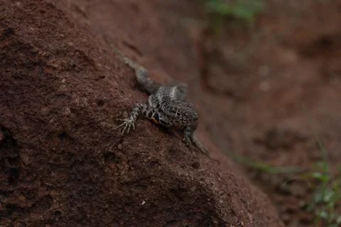 Lava lizard, Stock Photos