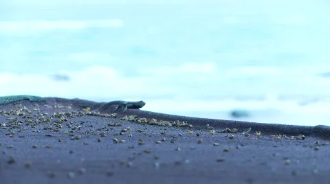 Lava lizard running Stock Footage 769561
