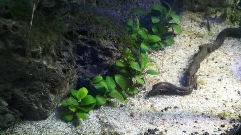 Lava rock with java moss Stock-Fotos