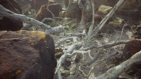 Lava stone field with dead trees and plants Stock Illustration