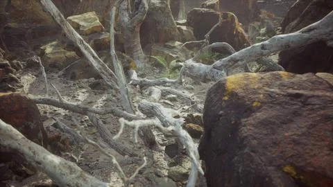 Lava stone field with dead trees and plants Stock Illustration
