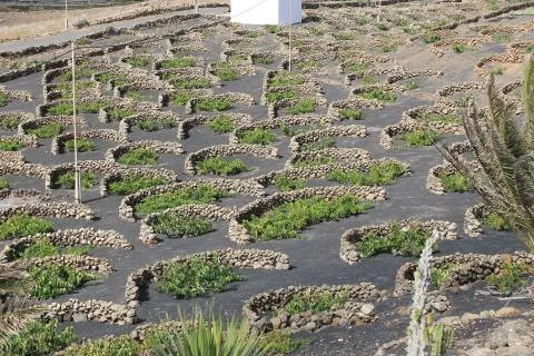 Lava stone vineyard Stock Photos