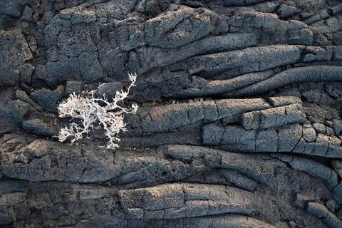 Lava string formation with a dry bush close up, El Hierro, Canary Islands,... Stockfoto's