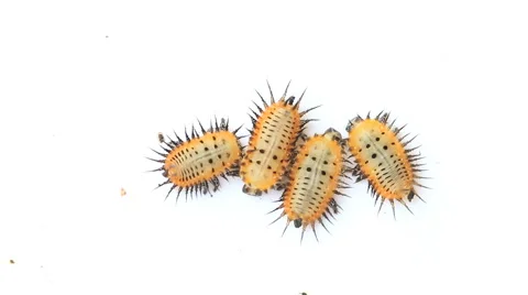 Laval stage of bug or insect, yellow with thorn. Stock Footage 41094342