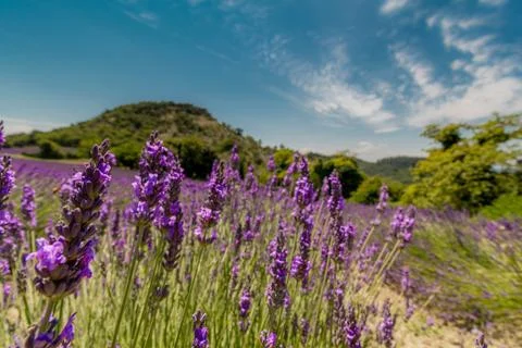 LAVANDA 01 Stock Photos
