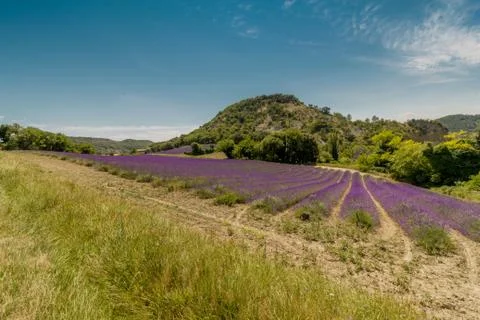 LAVANDA 02 Stock Photos