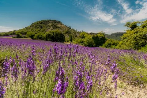 LAVANDA 03 Stock Photos