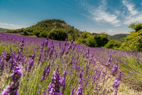 LAVANDA 04 Stock Photos