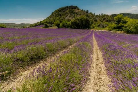 LAVANDA 05 Stock Photos
