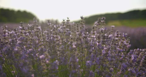 Lavanda 23 Stock Footage 200541797