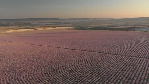 Lavanda dron 18 Stock Footage 98803571
