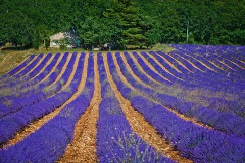 Lavanda fields. Provence 写真素材