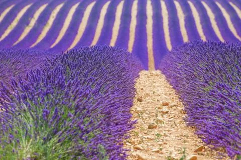 Lavanda fields. Provence 写真素材