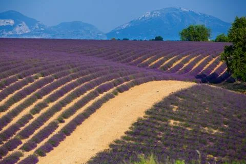 Lavanda fields. Provence 写真素材
