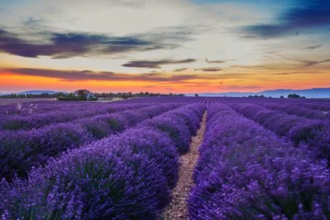 Lavanda fields. Provence Foto stock