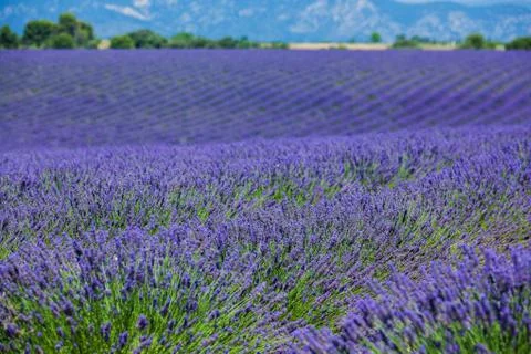 Lavanda fields. Provence 写真素材