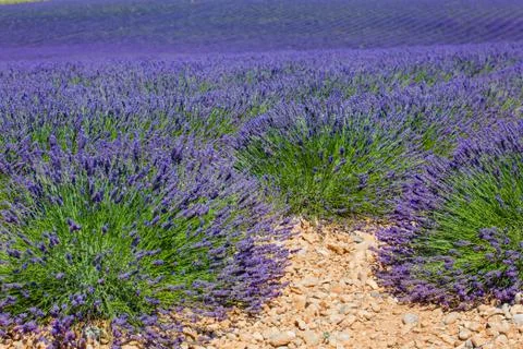 Lavanda fields. Provence 写真素材