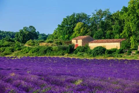 Lavanda fields. Provence Stock Photos