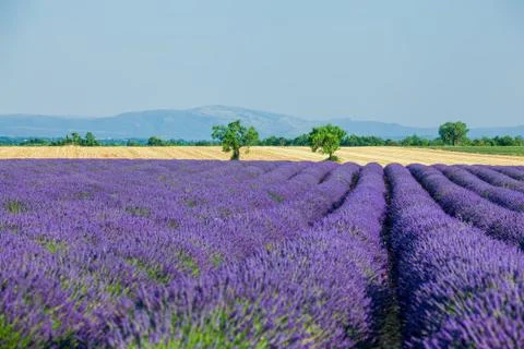 Lavanda fields. Provence 写真素材