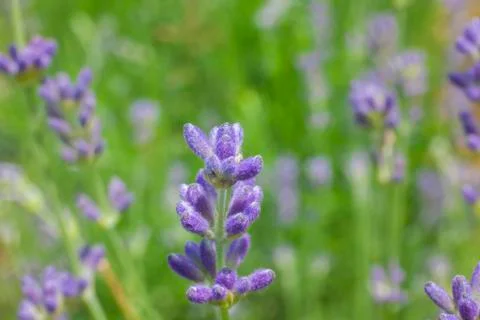 Lavanda  Flowers in Background Stock Photos