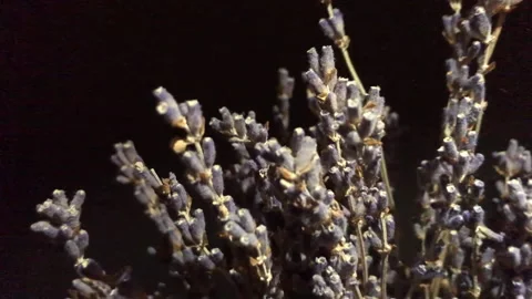 ЛАВАНДА Stock Footage 161293757