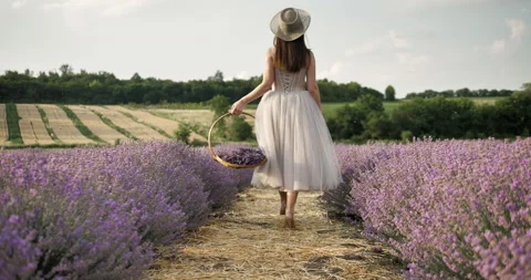 Lavanda Katia 2 Stock Footage 200234785