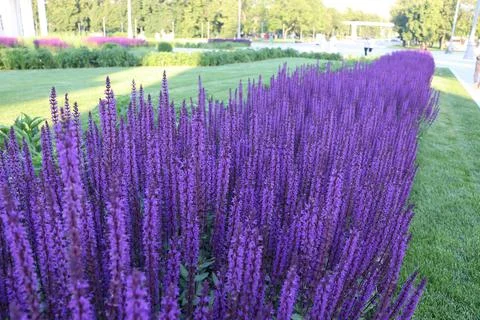 Lavanda Stock Photos