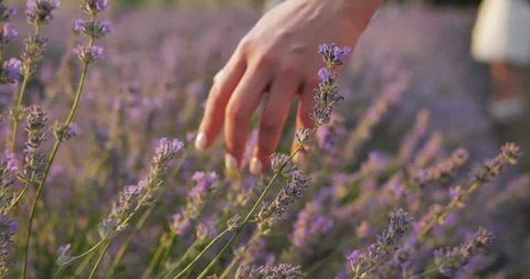 Lavanda16 Stock-Footage 200547115