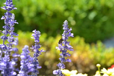 Lavandel with Bee Stock Photos