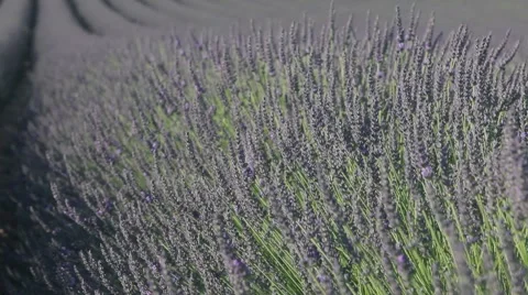 Lavander and honey, pollination Video stock 64650015