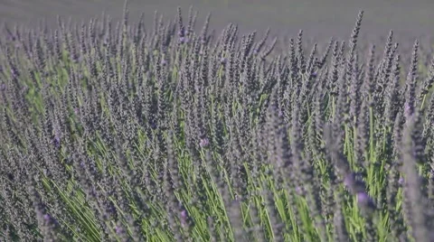 Lavander and honey, pollination Video stock 64650723
