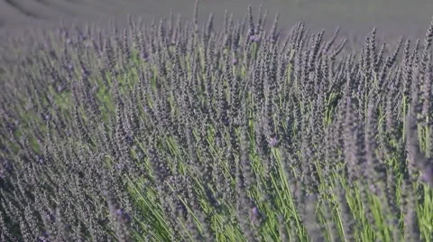 Lavander and honey, pollination Video stock 64651326