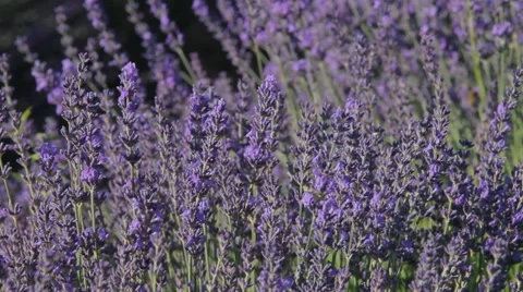 Lavander and honey, pollination Video stock 64651687