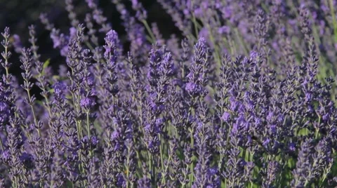 Lavander and honey, pollination Video stock 64651739