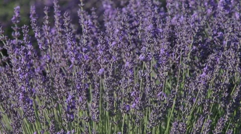 Lavander and honey, pollination Video stock 64652485