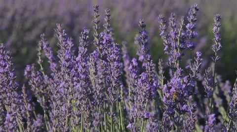 Lavander and honey, pollination Video stock 64652865