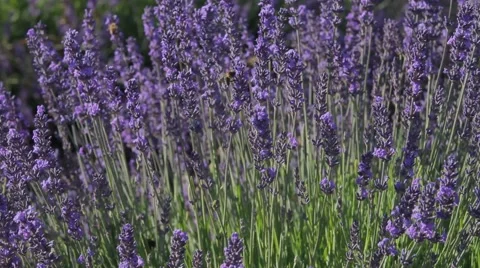 Lavander and honey, pollination Video stock 64652928