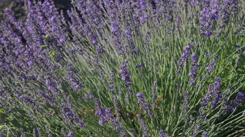 Lavander and honey, pollination Video stock 64653950