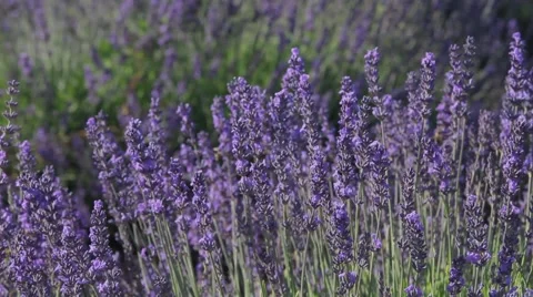 Lavander and honey, pollination Video stock 64654002