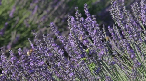 Lavander and honey, pollination Video stock 64654931