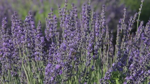 Lavander and honey, pollination Video stock 64655072