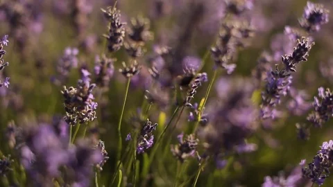 Lavander bee flowers summer Vídeo Stock 79796818
