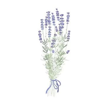 Lavander bouquet isolated on white. Vector illustartion. Stock Illustration
