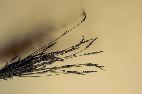 Lavander branches on a yellow background. Copy space concept of summer.  Photos