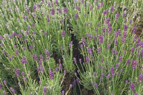 Lavander Bush Stock Photos
